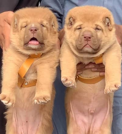 Alabai dabal hadi Havey bone stscutre for sale security dog for sale