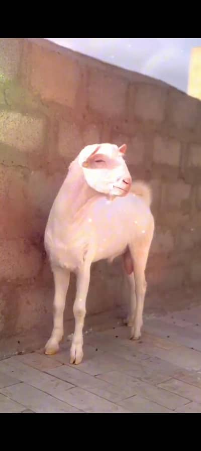 Teddy Goat Gulabi Zero Size