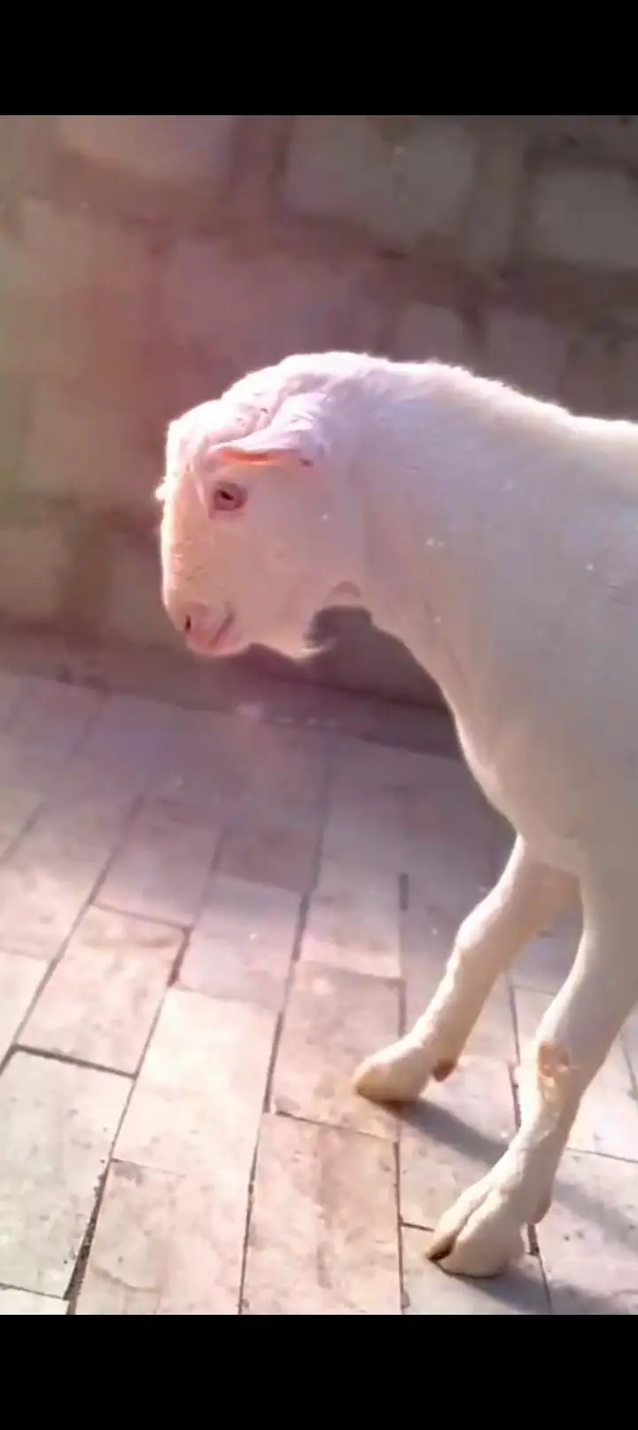Teddy Goat Gulabi Zero Size — photo 2
