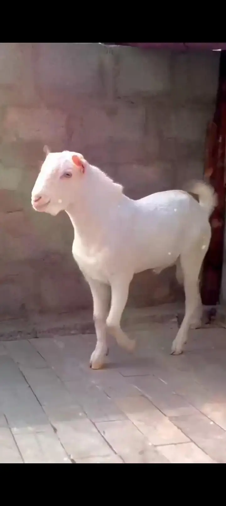 Teddy Goat Gulabi Zero Size — photo 3