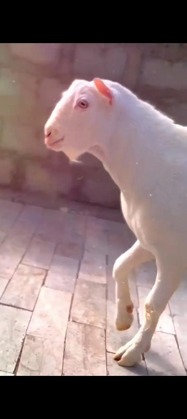 Teddy Goat Gulabi Zero Size — photo 4
