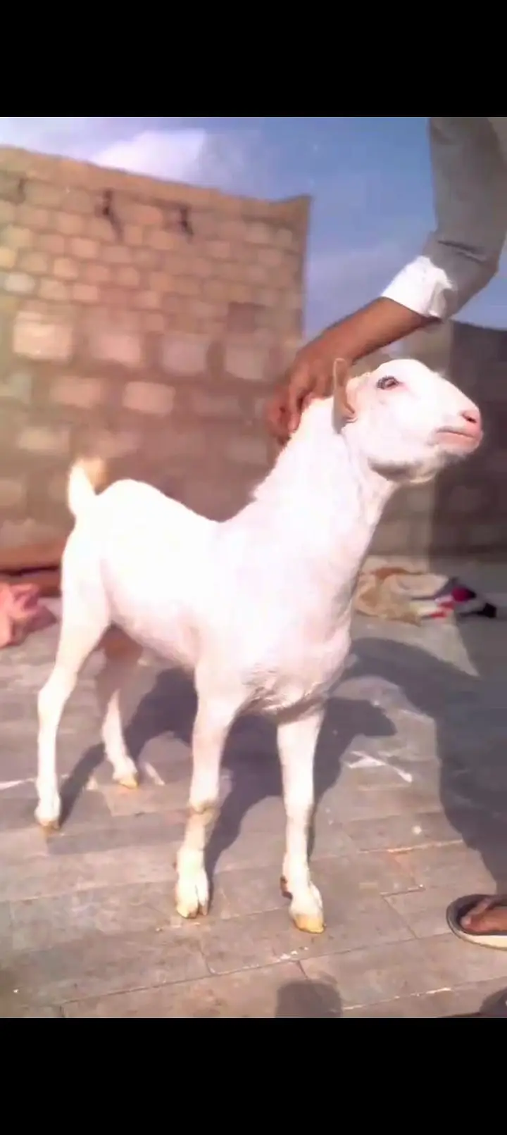 Teddy Goat Gulabi Zero Size — photo 5