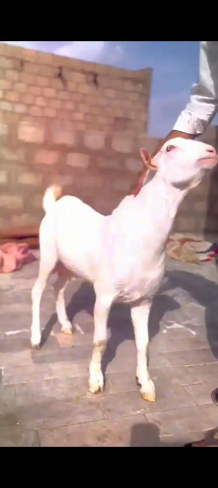 Teddy Goat Gulabi Zero Size — photo 6