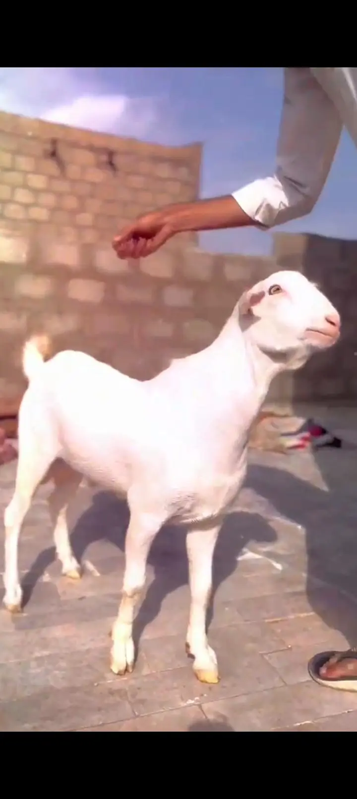 Teddy Goat Gulabi Zero Size — photo 7