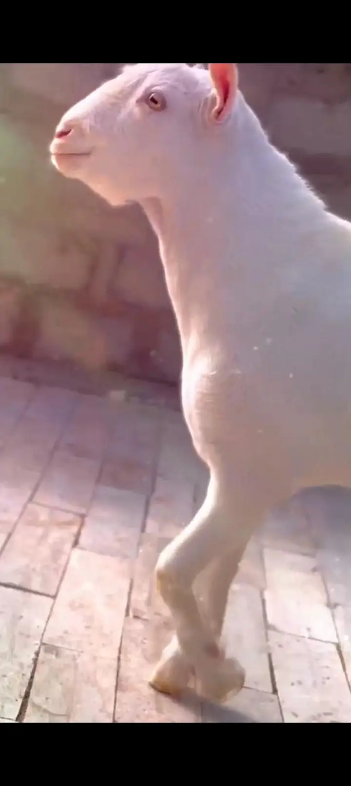 Teddy Goat Gulabi Zero Size — photo 8