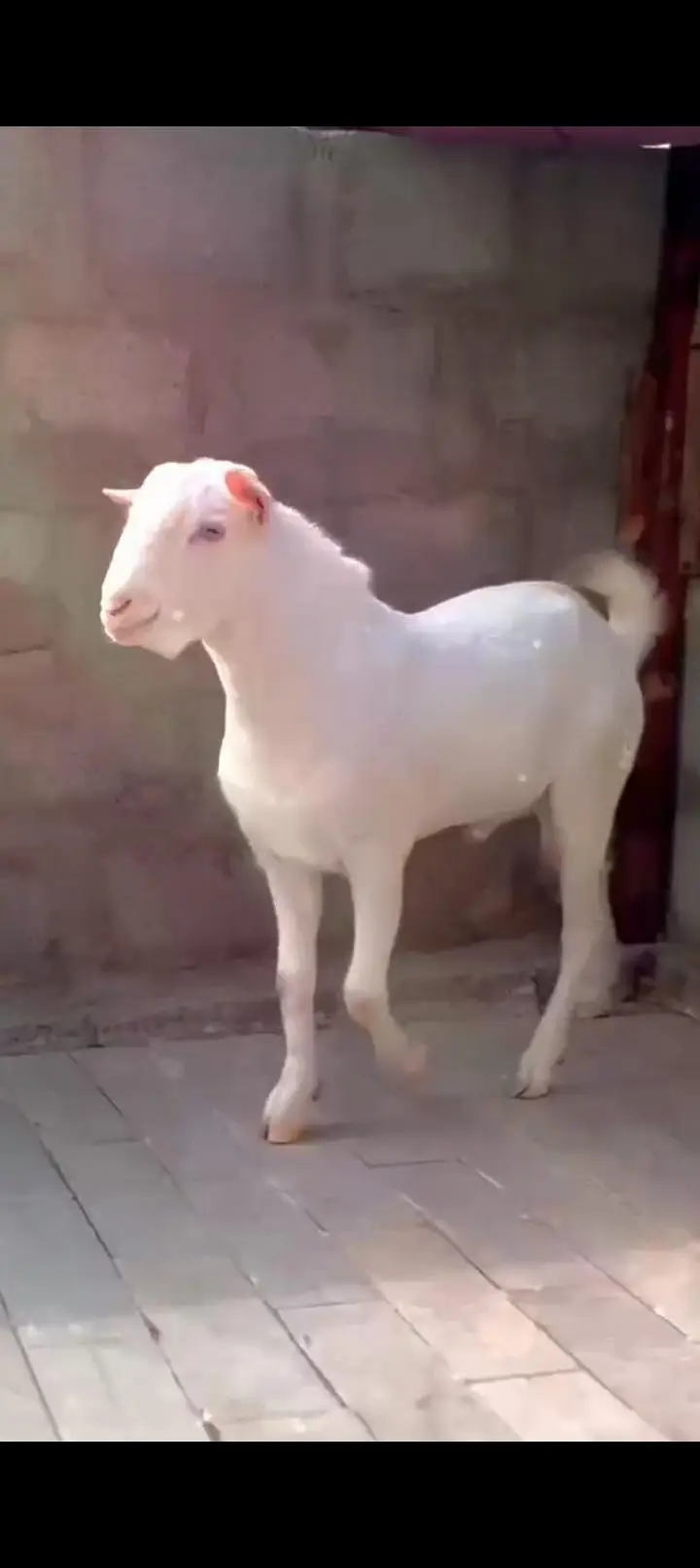 Teddy Goat Gulabi Zero Size — photo 9
