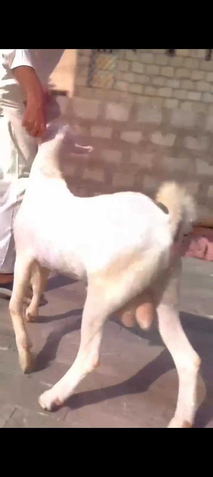 Teddy Goat Gulabi Zero Size — photo 10