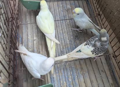 Budgie Pathay For Sale, Red eyed common and yellow face clearwing