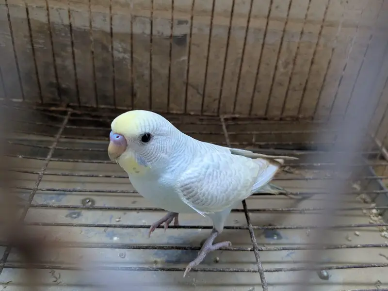 Budgie Pathay For Sale, Red eyed common and yellow face clearwing — photo 2