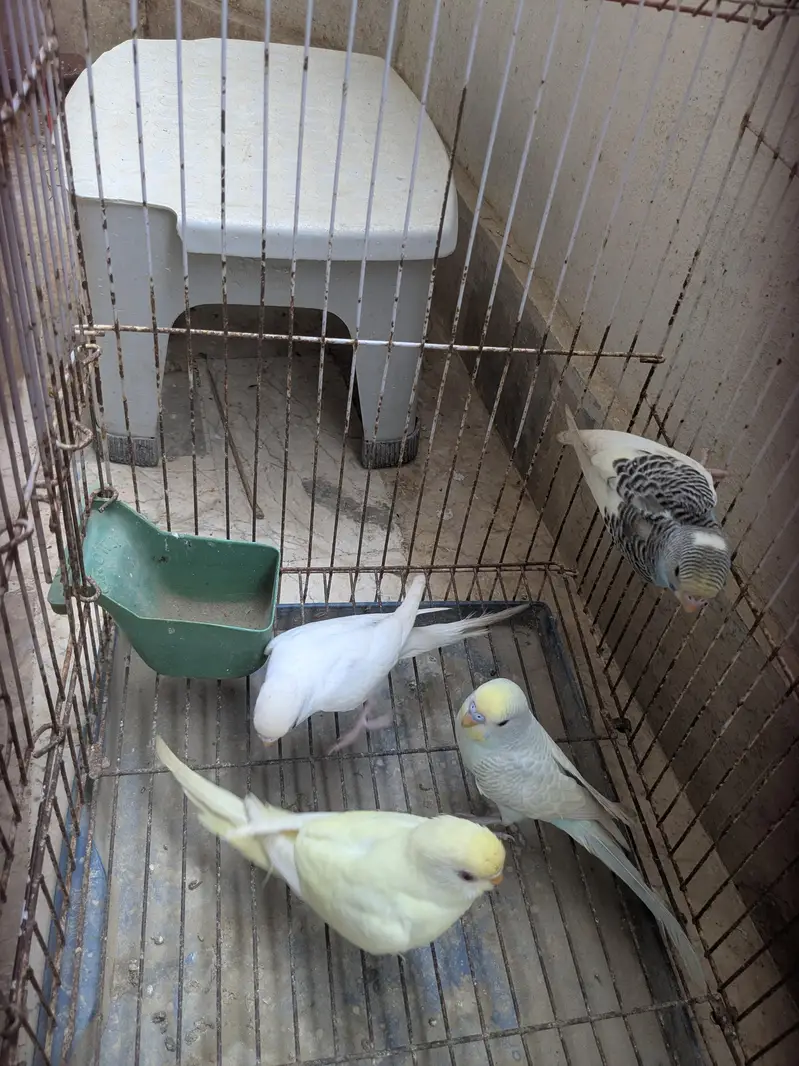Budgie Pathay For Sale, Red eyed common and yellow face clearwing — photo 3