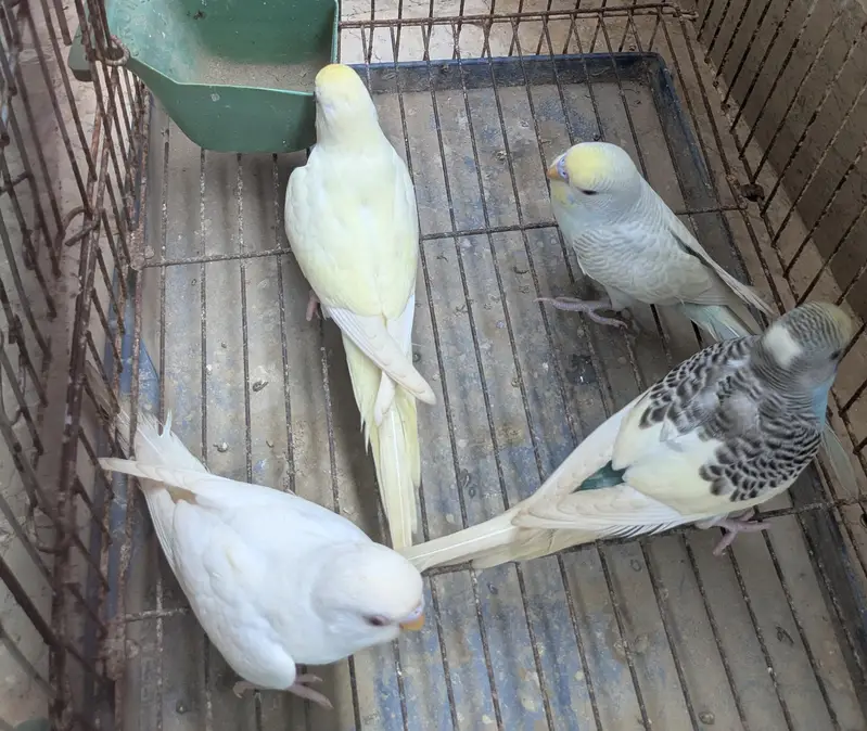 Budgie Pathay For Sale, Red eyed common and yellow face clearwing — photo 4