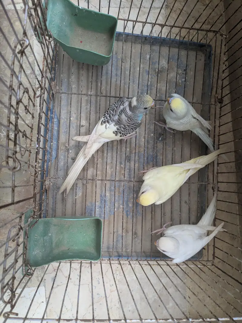 Budgie Pathay For Sale, Red eyed common and yellow face clearwing — photo 5