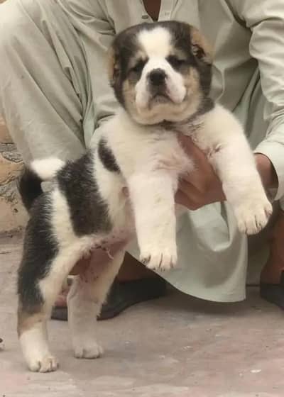 Alabai dabal hadi Havey bone stscutre for sale security dog for sale