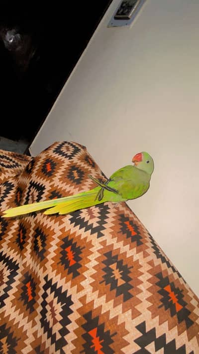 Alexandrian parrot Raw