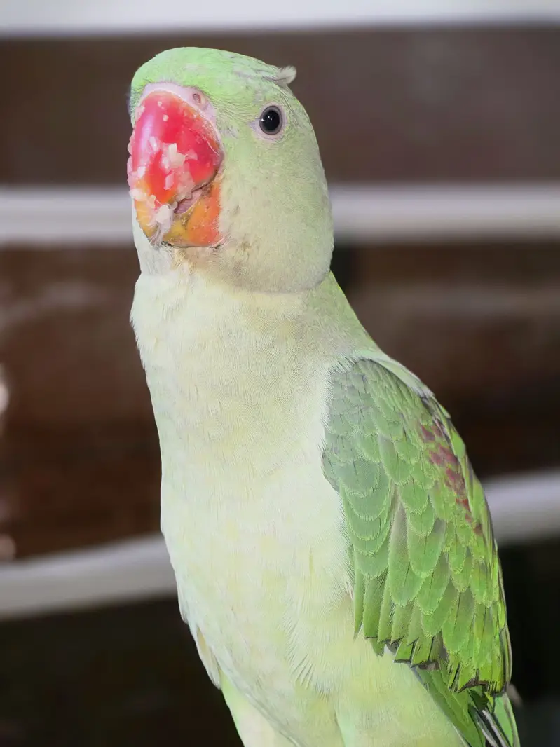 Alexandrian parrot Raw — photo 2