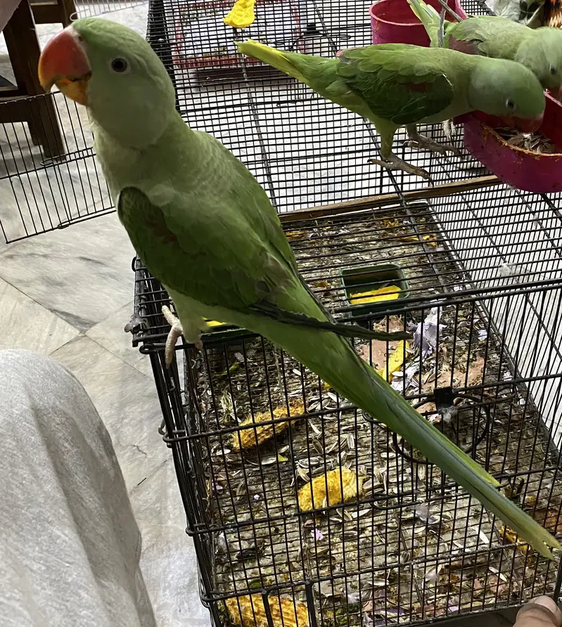 Alexandrian parrot Raw — photo 3