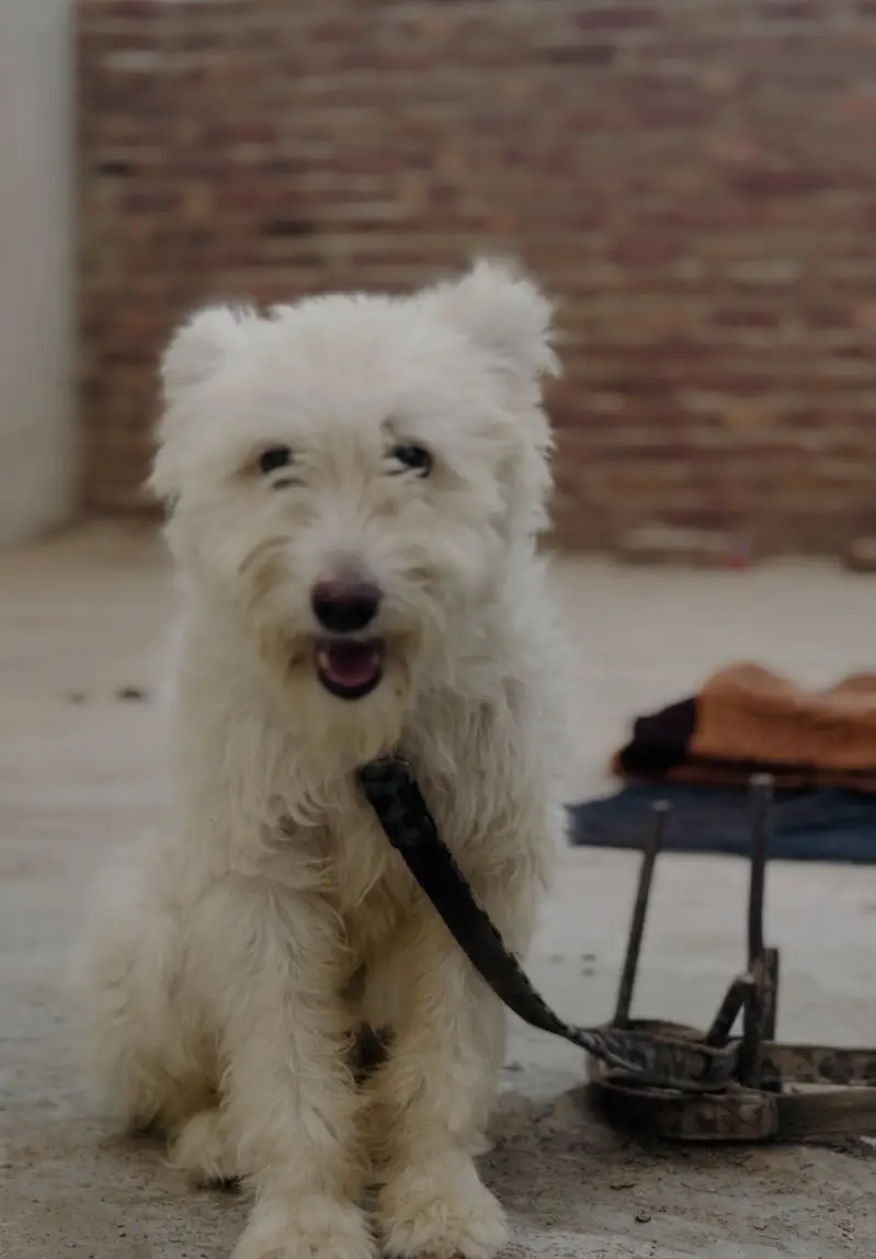 Meet coco — photo 2