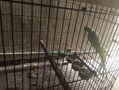 Green ringneck confirm breeder pair