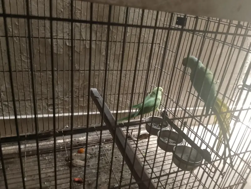 Green ringneck confirm breeder pair — photo 2
