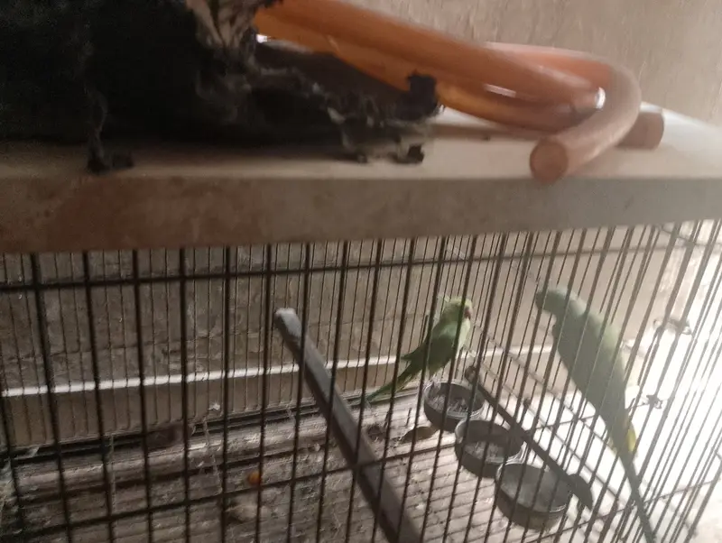 Green ringneck confirm breeder pair — photo 3