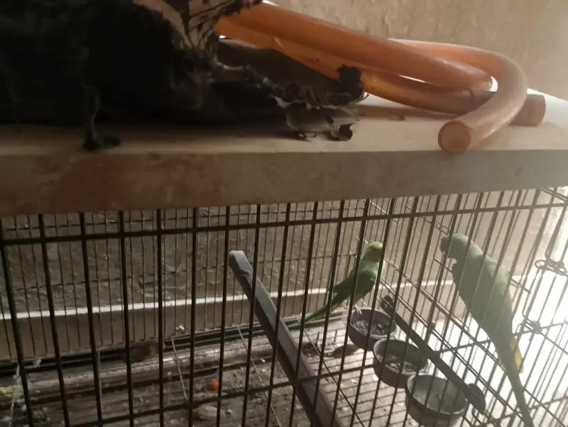 Green ringneck confirm breeder pair — photo 4