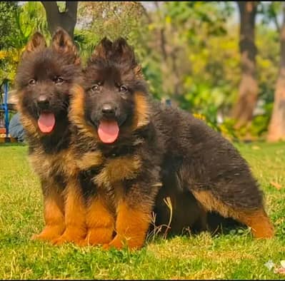 all Pakistan cargo available pair