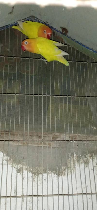 birds for sale