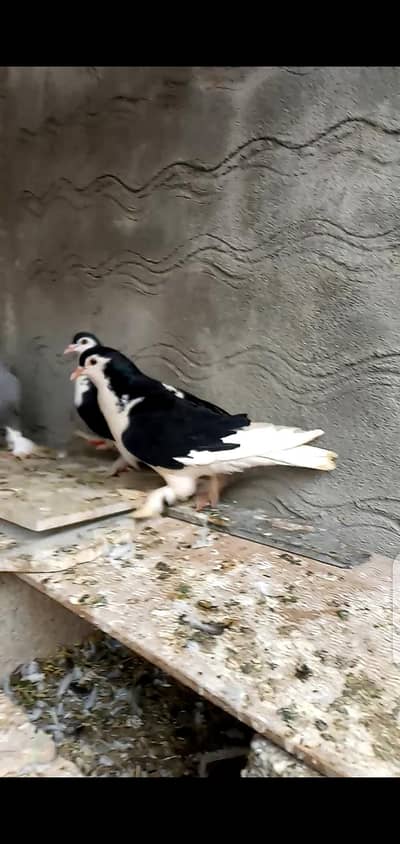 quality pair good size and big parmoz