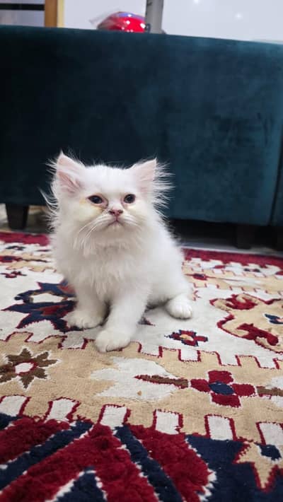 kittens