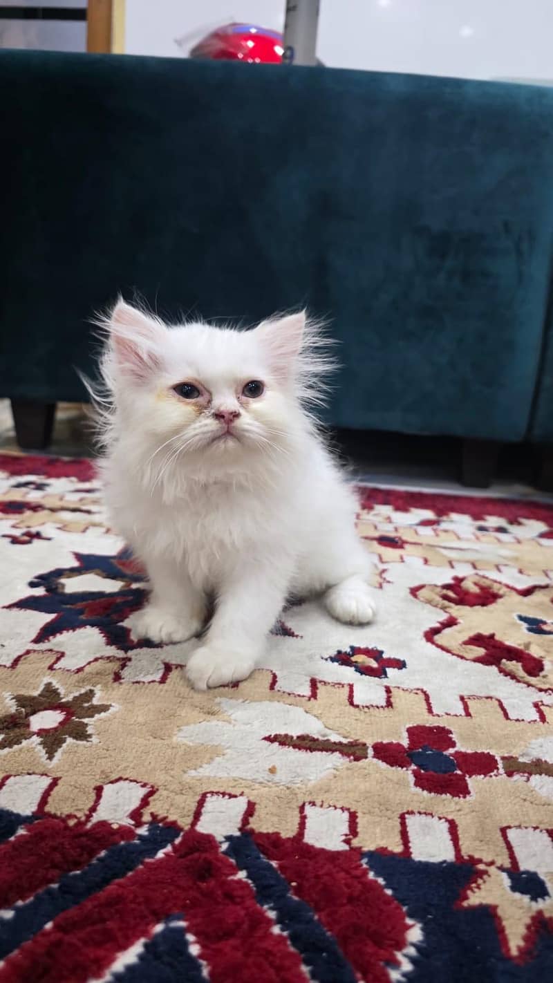 kittens 0