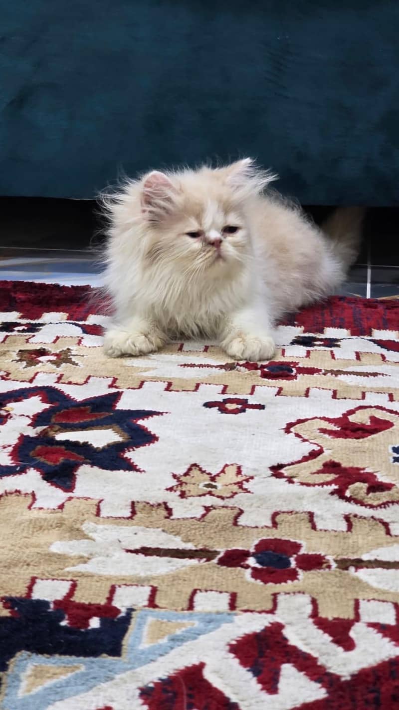 kittens 1