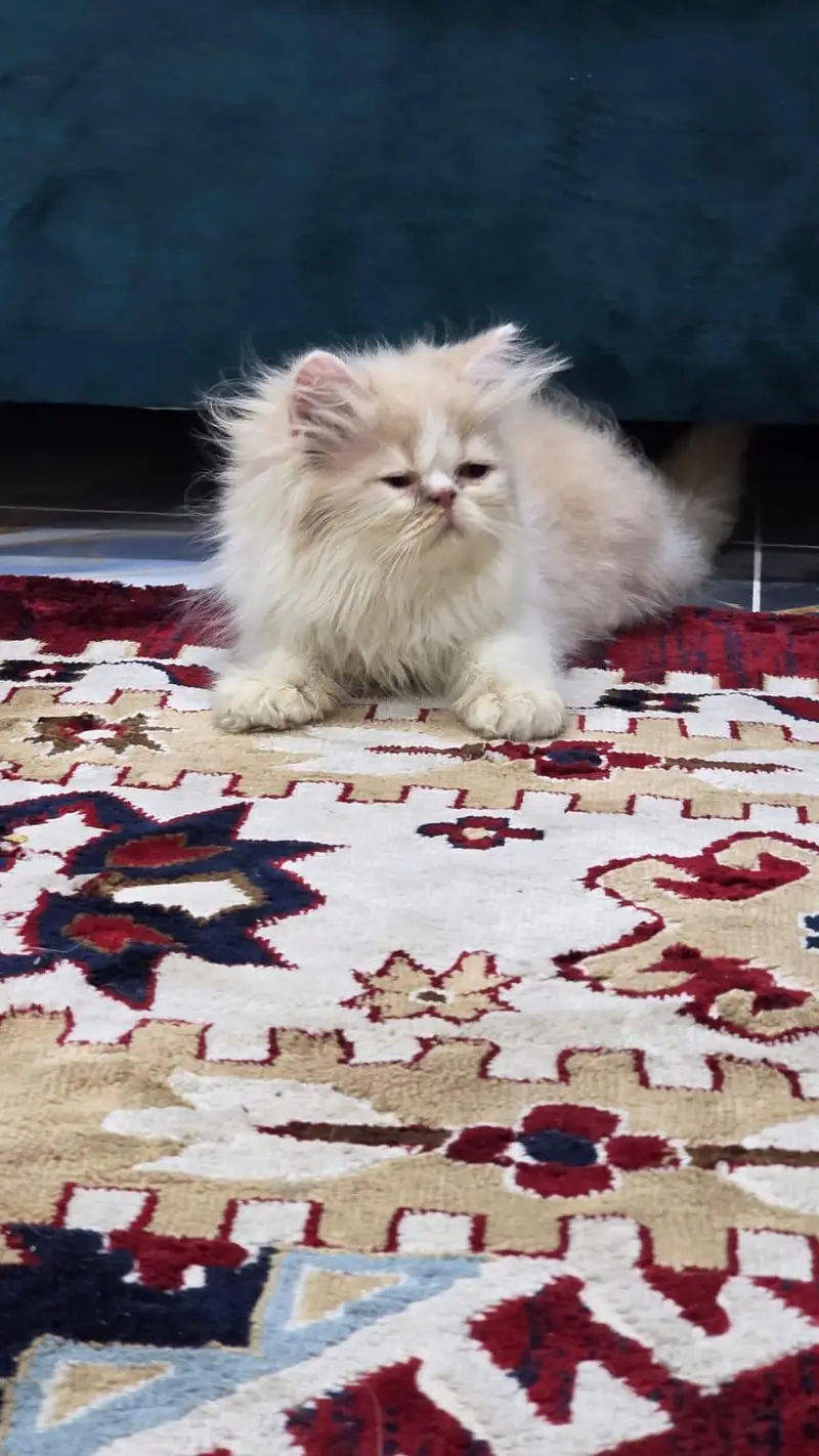 kittens — photo 2