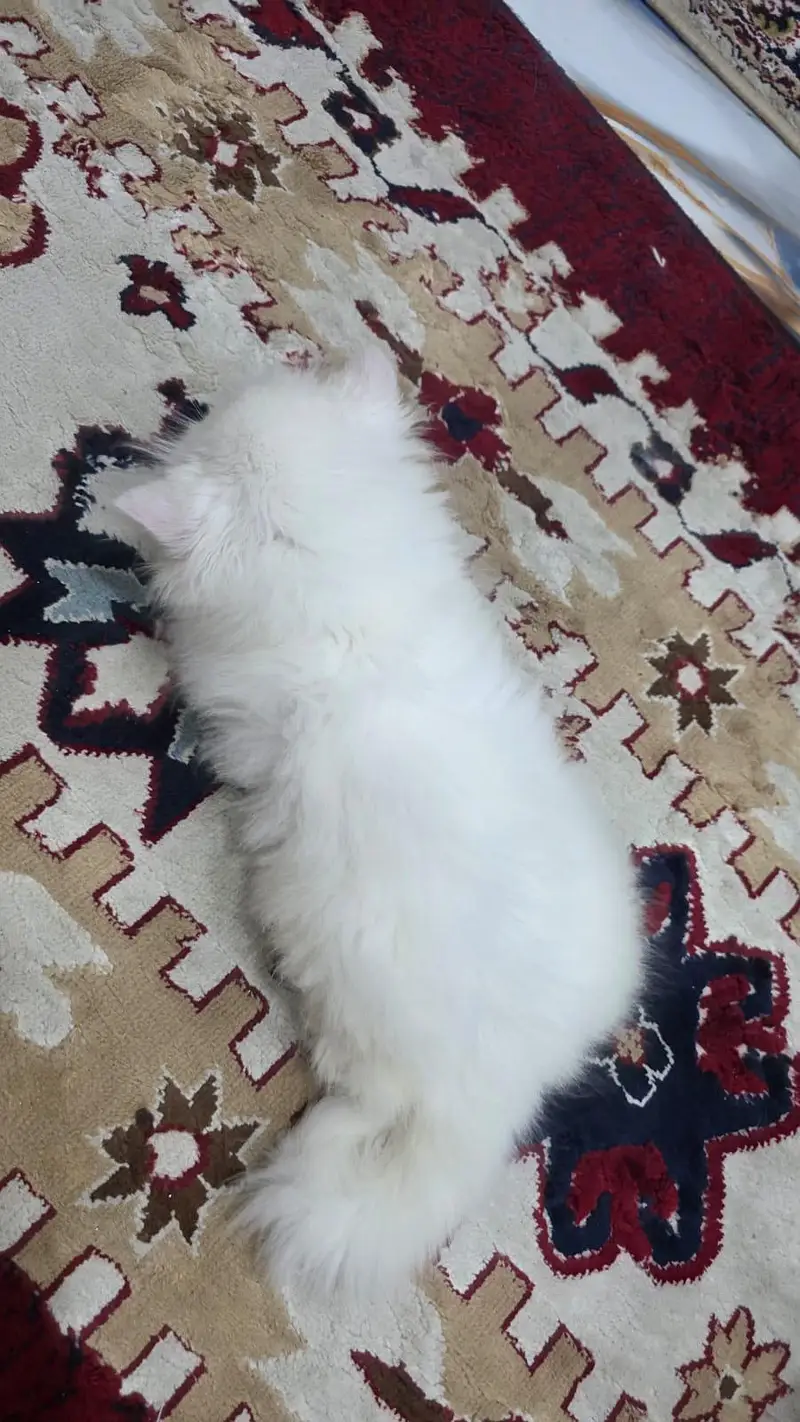 kittens — photo 3