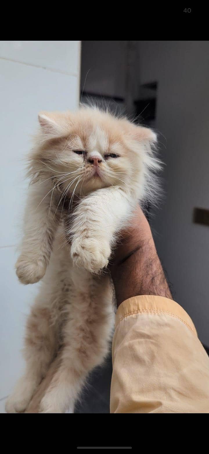 kittens 3