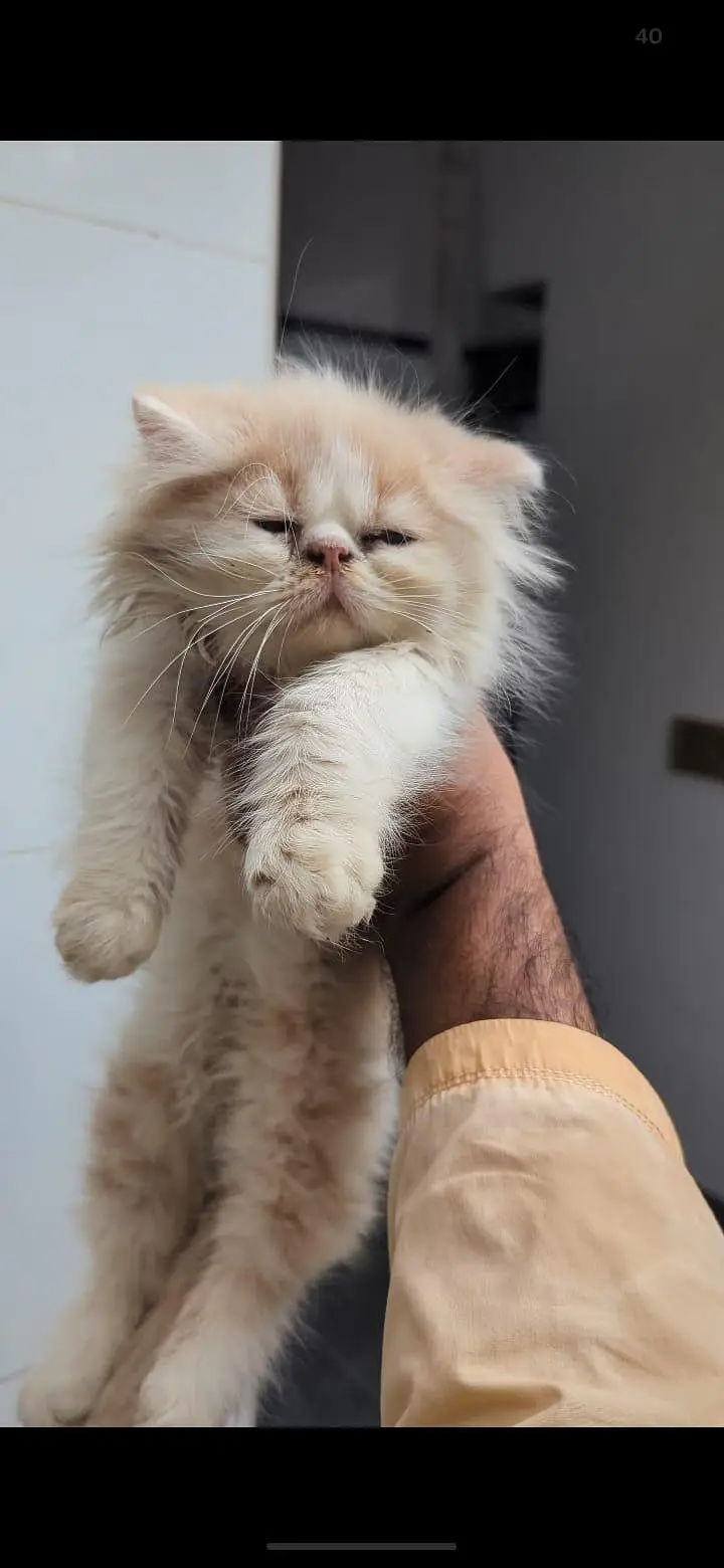 kittens — photo 4
