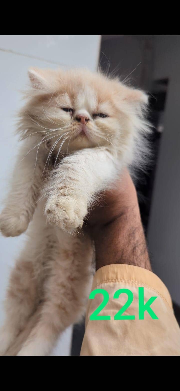 kittens 4
