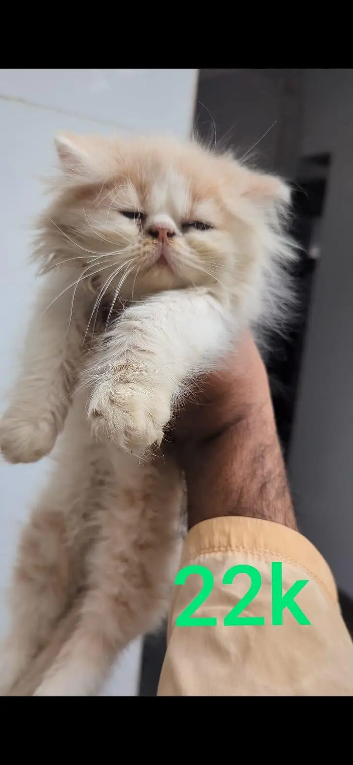 kittens — photo 5