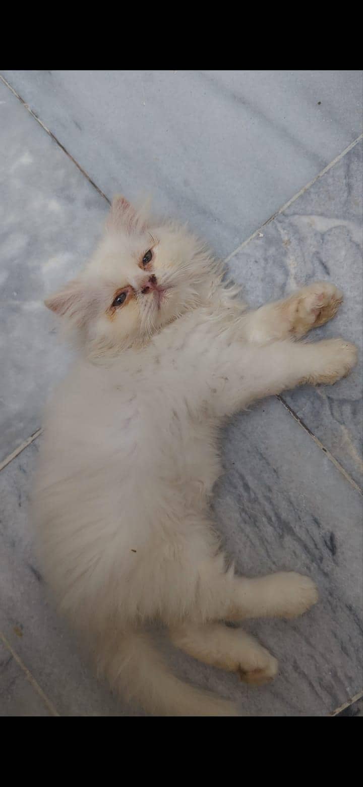 kittens 5