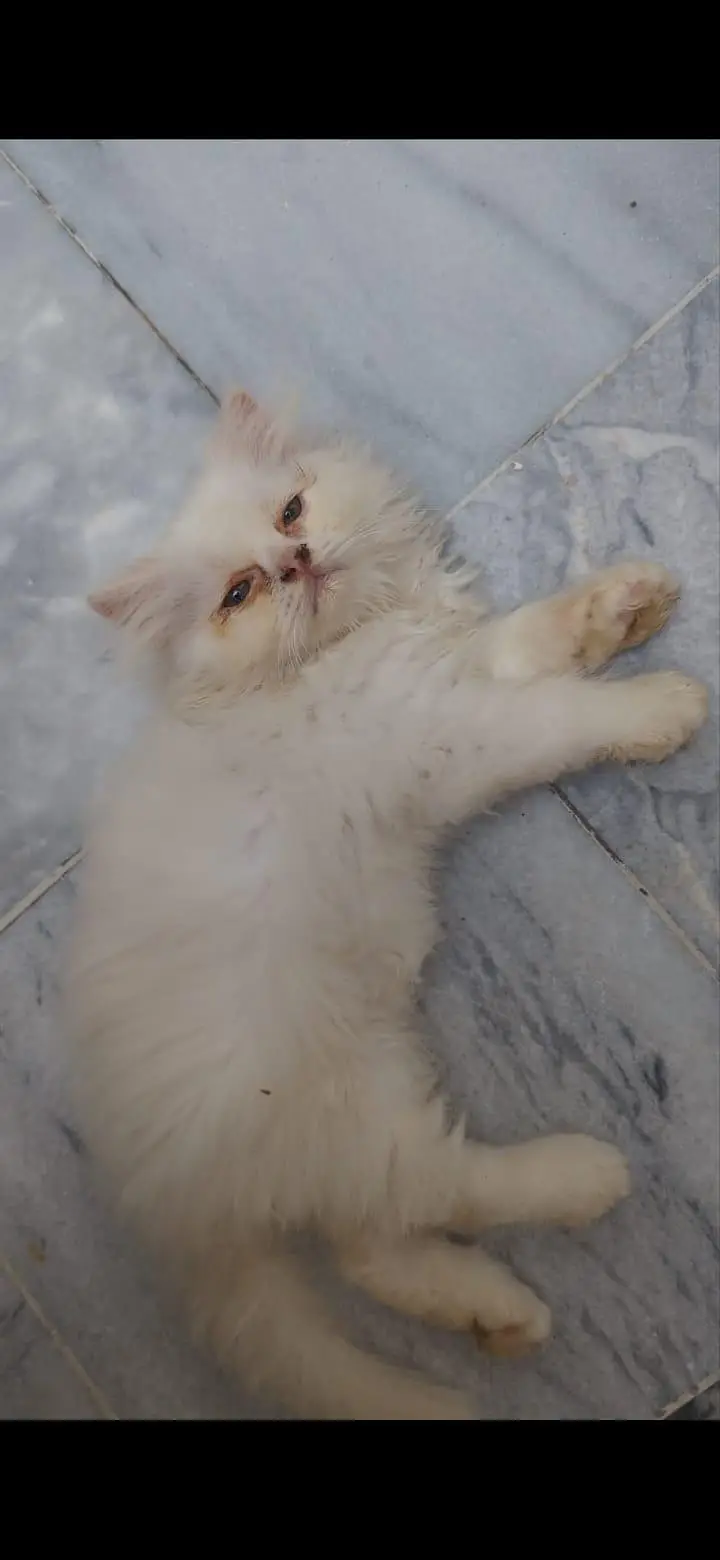 kittens — photo 6