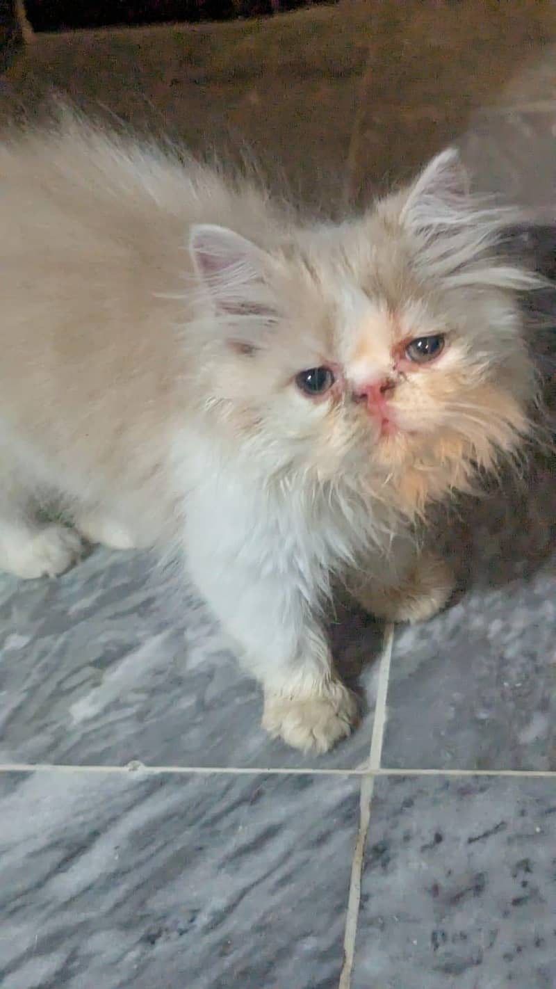 kittens 6