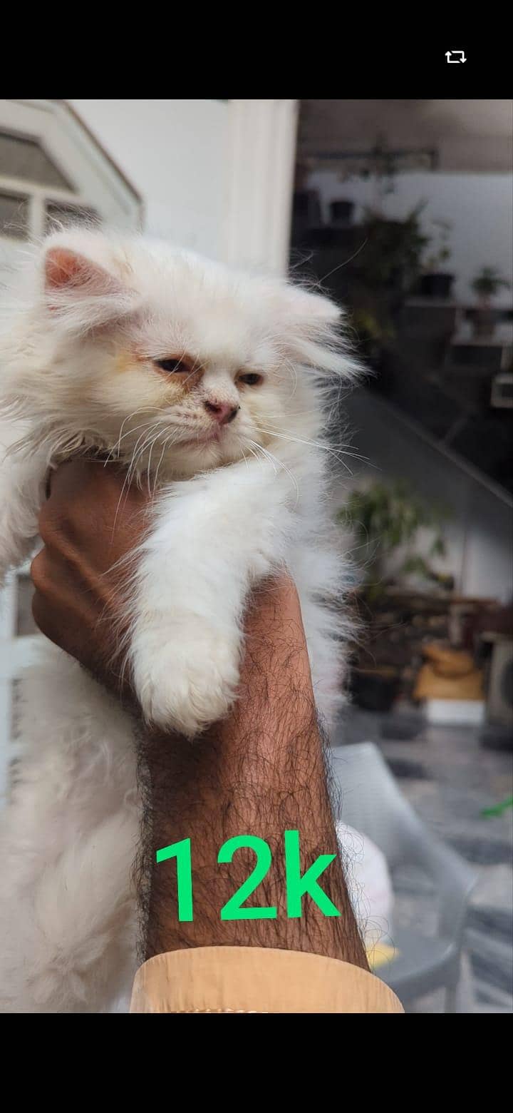 kittens 7