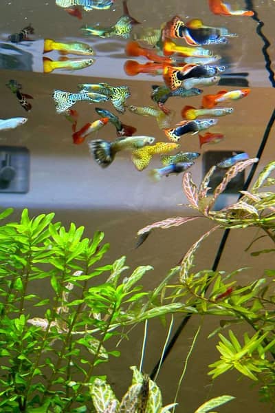 Guppy