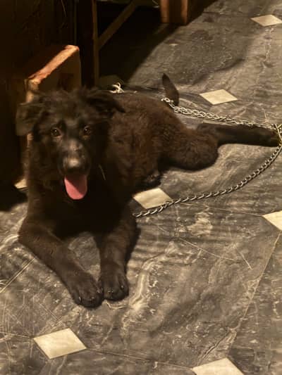 Black German Shepherd Puppy