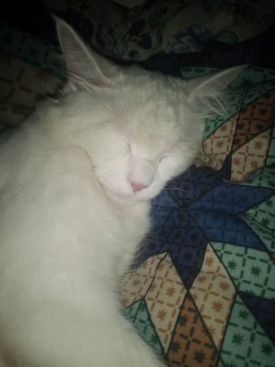 Beautiful cat