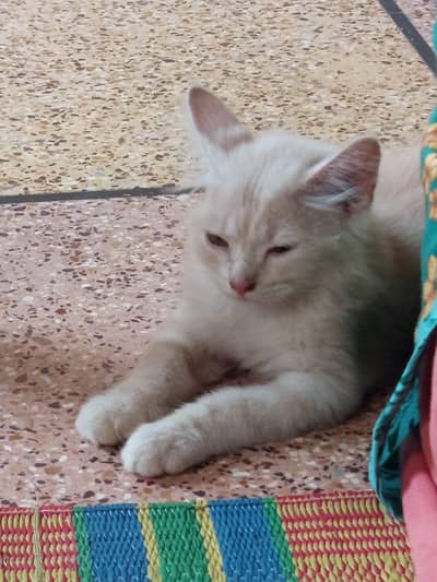Kitten for sale