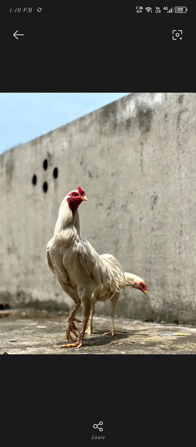 PURE HEERA ASEEL MURGA — photo 2