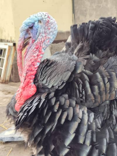 turkey male and female