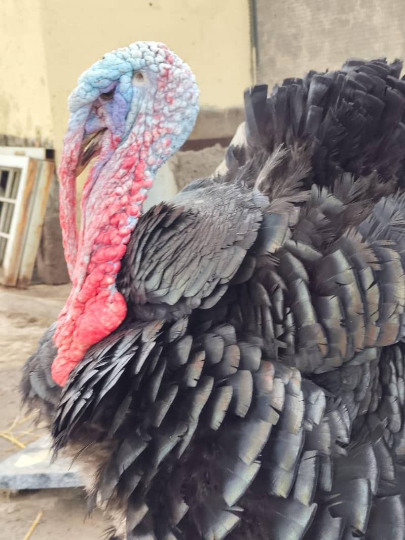 Turkey Bird 0