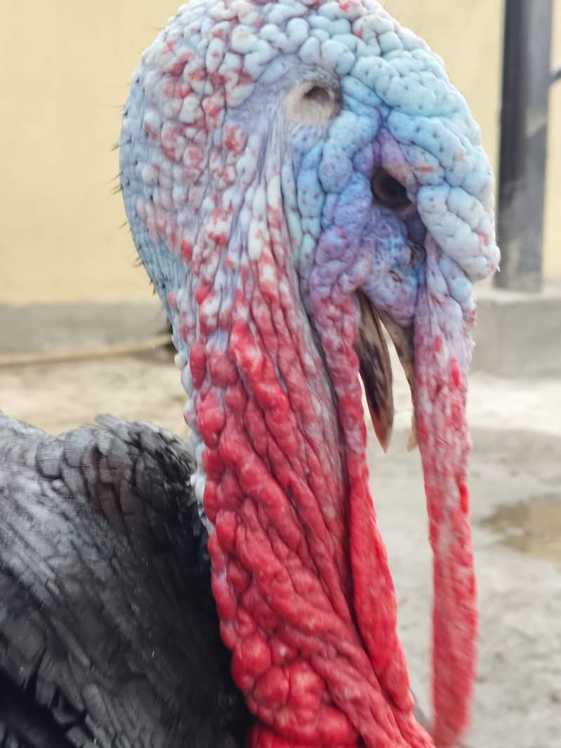 Turkey Bird 1