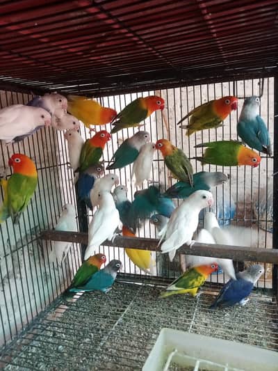 mix lovebirds